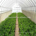 fruits and vegetables greenhouses film